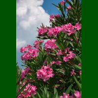 Nerium oleander - Oleander