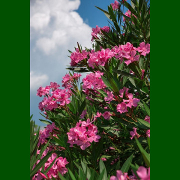 Nerium oleander - Oleander
