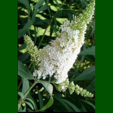 Buddleja davidii White Profusion - Letnji jorgovan White Profusion