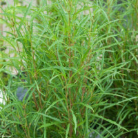 Frangula alnus Ron Williams - Frangula