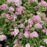 Spirea japonica Little Princess - Japanska spirea Little Princess