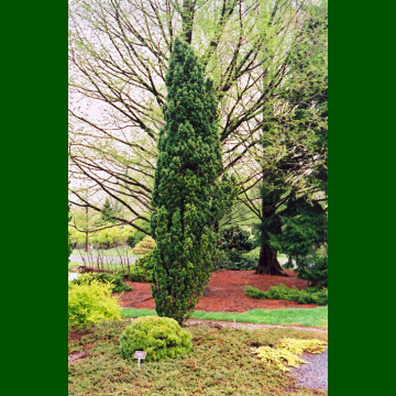 Taxus baccata Fastigiata - Stubasta tisa