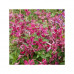 Clematis viticella Rosalyn - Klematis Rosalyn