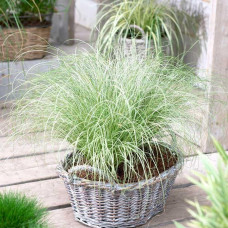 Carex comans Frosted Curls - Ukrasna trava Frosted Curls