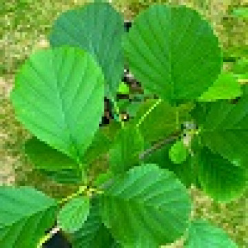 Alnus glutinosa - Crna jova