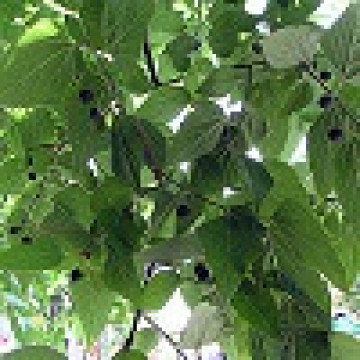 Celtis occidentalis - Američki koprivić
