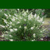 Buddleja davidii Nanho White - Letnji jorgovan Nanho White