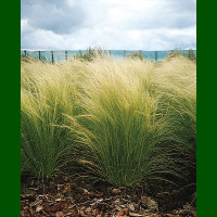 Stipa tenuissima - Zlatni klas