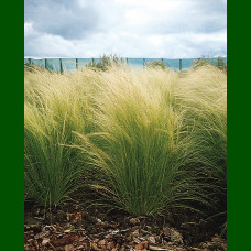 Stipa tenuissima - Zlatni klas