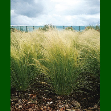 Stipa teniussima