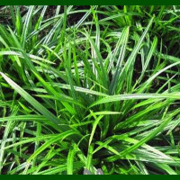 Carex morrowii Irish Green - Ukrasna trava Irish Green