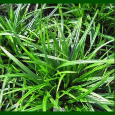 Carex morrowii Irish Green - Ukrasna trava Irish Green