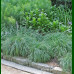 Carex flacca Blue Zinger - Ukrasna trava Blue Zinger