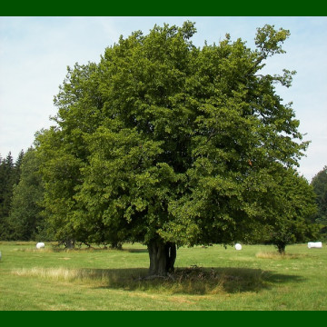 Carpinus betulus - Grab