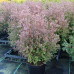 Chamaecyparis Thyoides Ericoides - Pačempres Ericoides