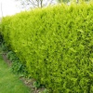 Cupressocyparis leylandi Castlewellan Gold - Leyland cypress Castlewellan Gold