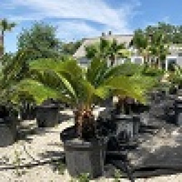 Cycas revoluta - Cikas palma