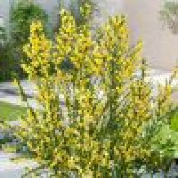 Cytisus - Citisus