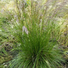 Deschampsia cesp. Tardiflora - Ukrasna trava Tardiflora
