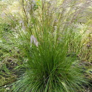 Deschampsia cesp. Tardiflora