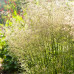 Deschampsia cesp. Tardiflora - Ukrasna trava Tardiflora