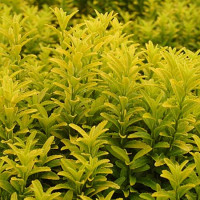 Euonymus microphyllus Gold - Kuglasti sitnolisni evonimus Gold
