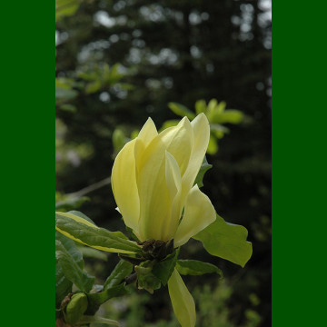 Magnolia Sunbrust - Magnolija Sunbrust