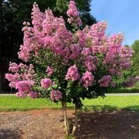 Lagerstroemia indica Hunki - Indijski jorgovan Hunki