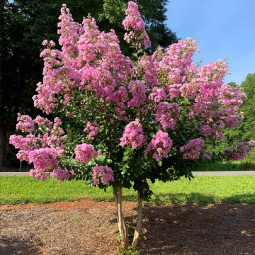 Lagerstroemia indica Hunki - Indijski jorgovan Hunki