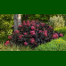 Hydryngea macrophylla Eclips - Hortenzija Eclips