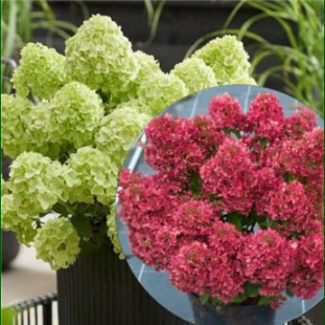 Hydrangea paniculata Petite Cherry - Drvenasta hortenzija Petit Cherry