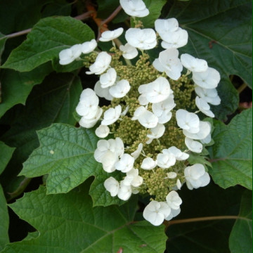 Hydrangea quercifolia Ice Cristal - Hrastolisna hortenzija Ice Cristal