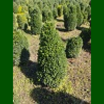 Buxus - Šimšir stubasti