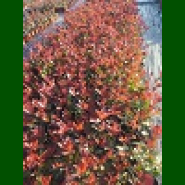 Photinia fraseri Red Robin