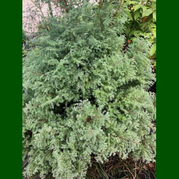 Chamaecyparis Thyoides Ericoides - Pačempres Ericoides