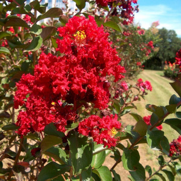 Lagerstroemia Petite Red - Indijski jorgovan Petite Red