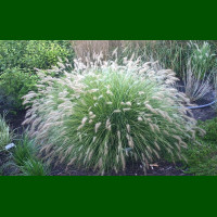Pennisetum Little Bunny - Ukrasna trava Little Bunny