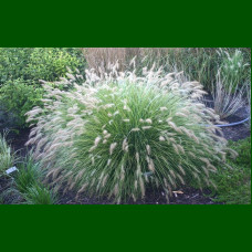 Pennisetum Little Bunny - Ukrasna trava Little Bunny