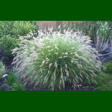 Pennisetum Little Bunny