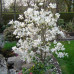 Magnolia  loebneri Merill - Magnolija Merill