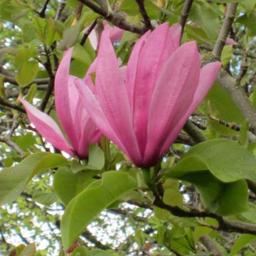 Magnolia Galaxy - Magnolija Galaxy
