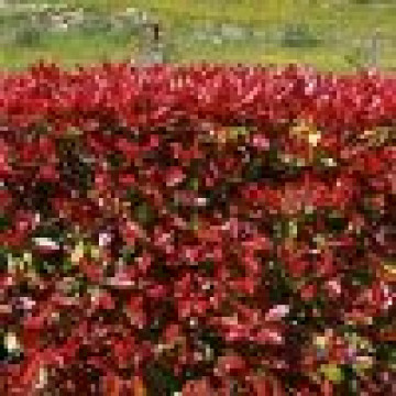 Photinia fraseri Carre Rouge - Fotinija Carre Rouge
