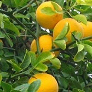 Poncirus trifoliata - Sibirski limun