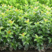 Prunus laurocerasus Baumgartner - Lovor višnja Baumgartner