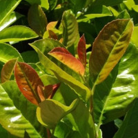 Prunus laurocerasus Baumgartner - Lovor višnja Baumgartner
