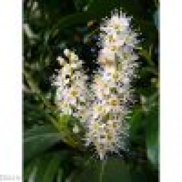 Prunus laurocerasus Cippora - Cherry laurel Cippora
