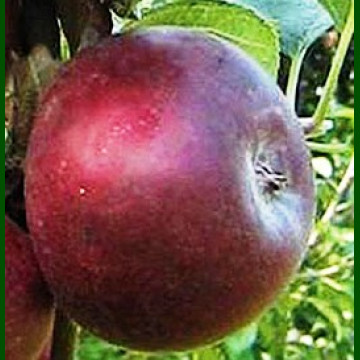 Jabuka Ciganj
