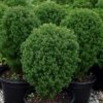 Thuja occidentalis Teddy - Patuljasta loptasta tuja Teddy