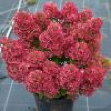 Hydrangea paniculata Petite Cherry - Drvenasta hortenzija Petit Cherry