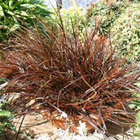 Uncinia Rubra - Ukrasna trava Uncinia Rubra